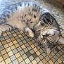 cat, tabby, gray_cat, white_fur, sleepy, relaxed, floor_tiles, patterned_floor, indoor, pet, animal, whiskers, paws, fur, cute, resting, lying_down, close_up, domestic_cat, feline