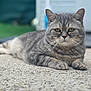 cat, grey_tabby, animal, pet, outdoor, concrete, fur, whiskers, ears, eyes, relaxed, lying_down, close_up, portrait, mammal, feline, nature, domestic_cat, focus, blurred_background