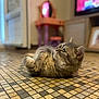 cat, tabby, indoor, floor, mosaic_tiles, curious, pet, animal, feline, lying, cozy, blurred_background, household, domestic, whiskers, ears, fur, closeup, side_view, relaxed