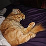 Figaro joined the competition — help win amazing prizes! cat, orange_cat, sleeping, curled_up, fluffy, pet, indoor, blanket, bed, cozy, fur, paw, tail, relaxed, cute, animal, domestic_cat, resting, comfort, feline