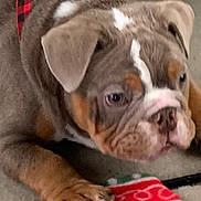 Fred joined the competition — help win amazing prizes! puppy, dog, close_up, brown_fur, white_markings, plaid_collar, paw, blanket, red, green, indoor, pet, cute, animal, young_dog, lying_down, carpet, snout, ears, resting