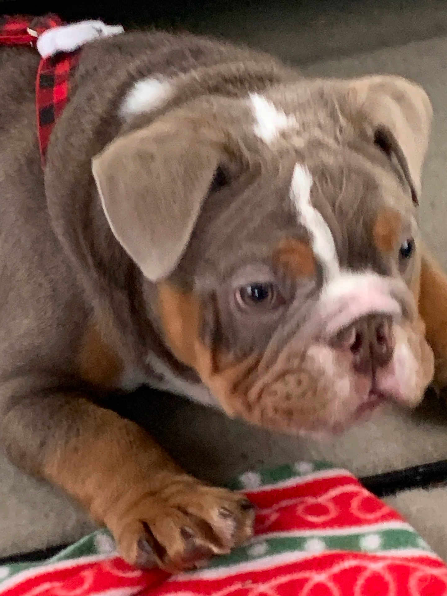 Fred joined the competition — help win amazing prizes! puppy, dog, close_up, brown_fur, white_markings, plaid_collar, paw, blanket, red, green, indoor, pet, cute, animal, young_dog, lying_down, carpet, snout, ears, resting