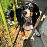 Miss Weenie is registered to the contest to win money with this photo: animal, black_fur, brown_fur, closeup, collar, dog, grass, ground, nature, outdoor, paw, pet, plant_stems, relaxed, shadow, small_dog, sunlight, sunny_day, white_fur, wooden_post