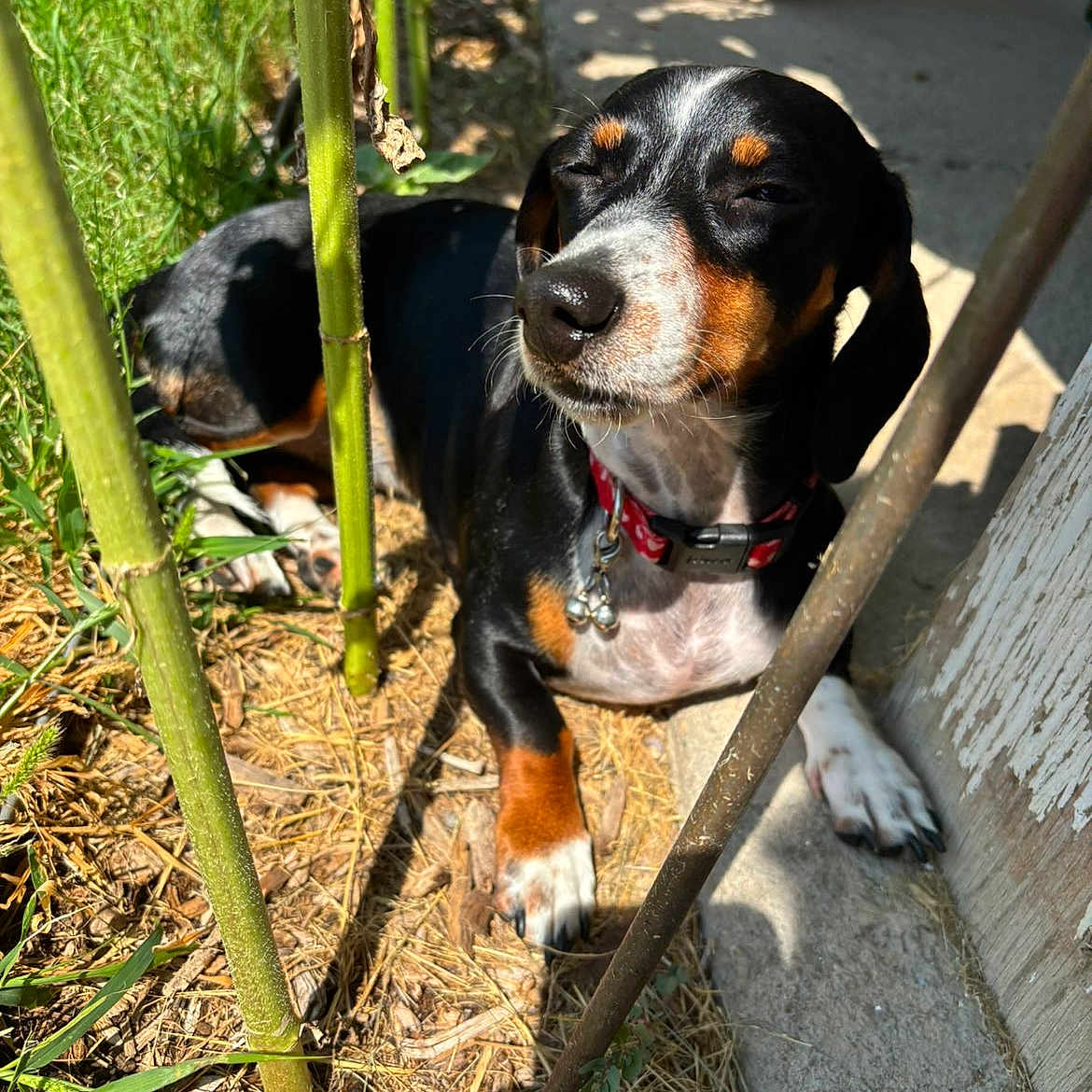 Miss Weenie