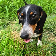 Miss Weenie is registered to the contest to win money with this photo: animal, black, brown, close_up, cute, dog, eyes, fur, grass, green, nature, outdoor, pet, playful, puppy, snout, summer, tongue_out, white, young