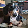 Miss Weenie joined the competition — help win amazing prizes! animal, black, brown, closeup, couch, cozy, cute, dachshund, dog, ears, eyes, face, fur, indoor, living_room, pet, puppy, resting, snout, white