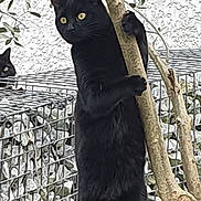 Maxou a rejoint le concours — aidez-le/la à gagner de superbes lots ! black_cat, cat, animal, tree, outdoor, nature, feline, pet, wildlife, rock, wire_cage, curious, standing, paw, fur, eyes, yellow_eyes, plant, branch, background