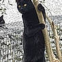 black_cat, cat, animal, tree, outdoor, nature, feline, pet, wildlife, rock, wire_cage, curious, standing, paw, fur, eyes, yellow_eyes, plant, branch, background
