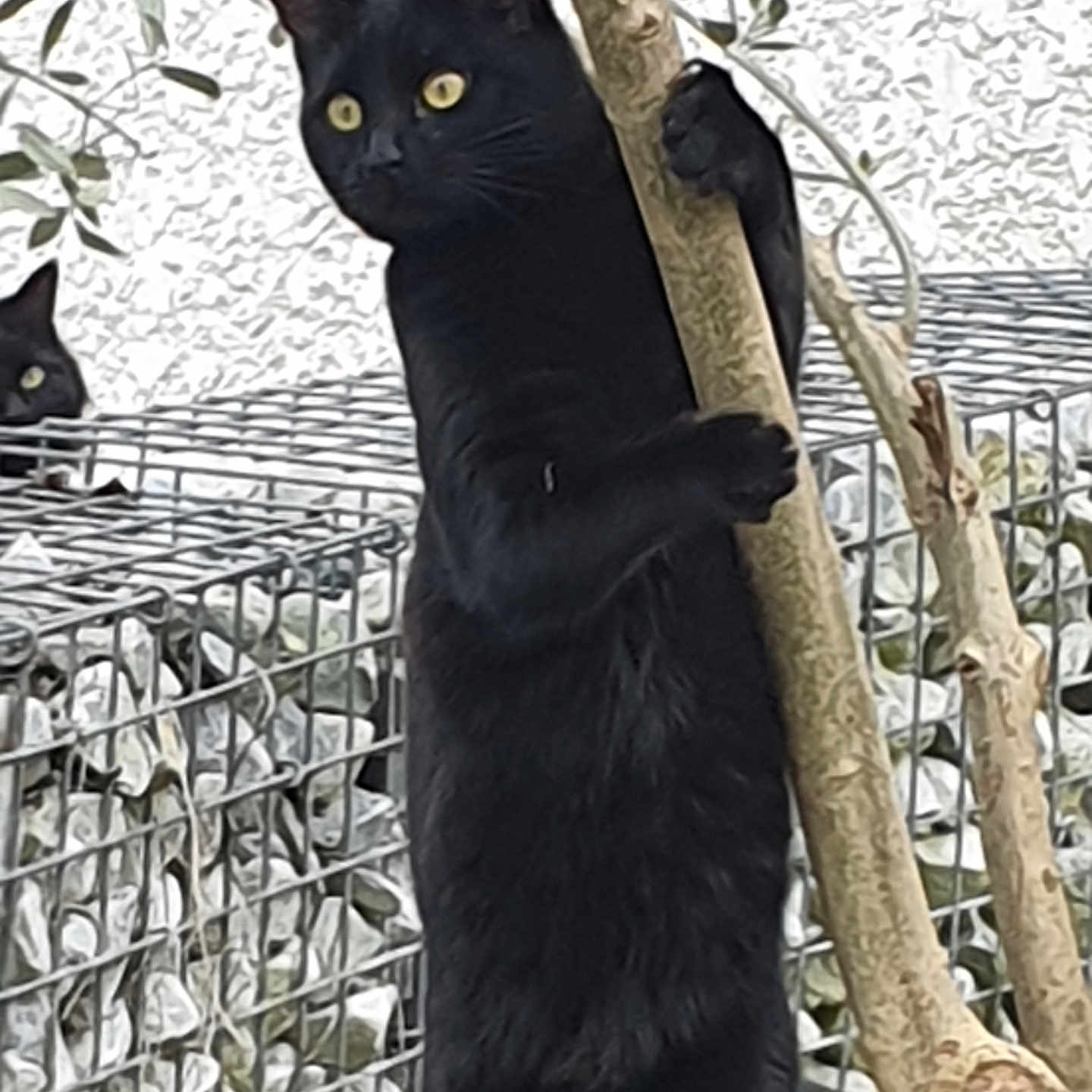 Maxou a rejoint le concours — aidez-le/la à gagner de superbes lots ! animal, background, black_cat, branch, cat, curious, eyes, feline, fur, nature, outdoor, paw, pet, plant, rock, standing, tree, wildlife, wire_cage, yellow_eyes