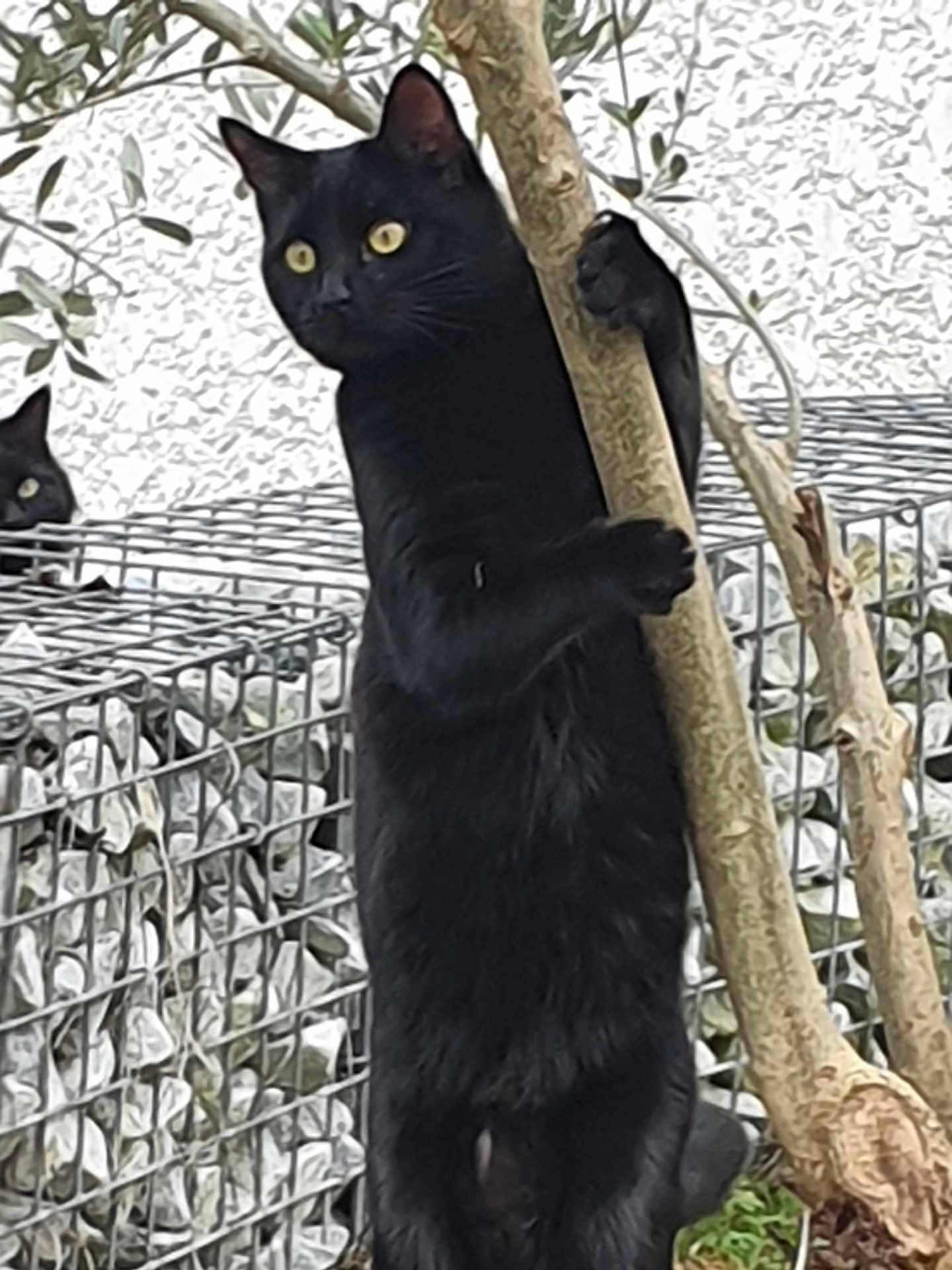 Maxou a rejoint le concours — aidez-le/la à gagner de superbes lots ! black_cat, cat, animal, tree, outdoor, nature, feline, pet, wildlife, rock, wire_cage, curious, standing, paw, fur, eyes, yellow_eyes, plant, branch, background