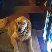 Arizona is registered to the contest to win money with this photo: animal, brown, canine, companion, curtain, dog, domestic, door, fur, golden_retriever, home, house, indoor, living_room, lying_down, pet, quiet, resting, rug, wood_floor