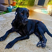 Lidoine Luc participe au concours pour gagner de l'argent avec cette photo : dog, black_dog, pet, animal, outdoor, concrete, sunlight, garden, plants, potted_plant, canine, laying_down, alert, fur, paw, nature, daylight, domestic_animal, relaxed, backyard