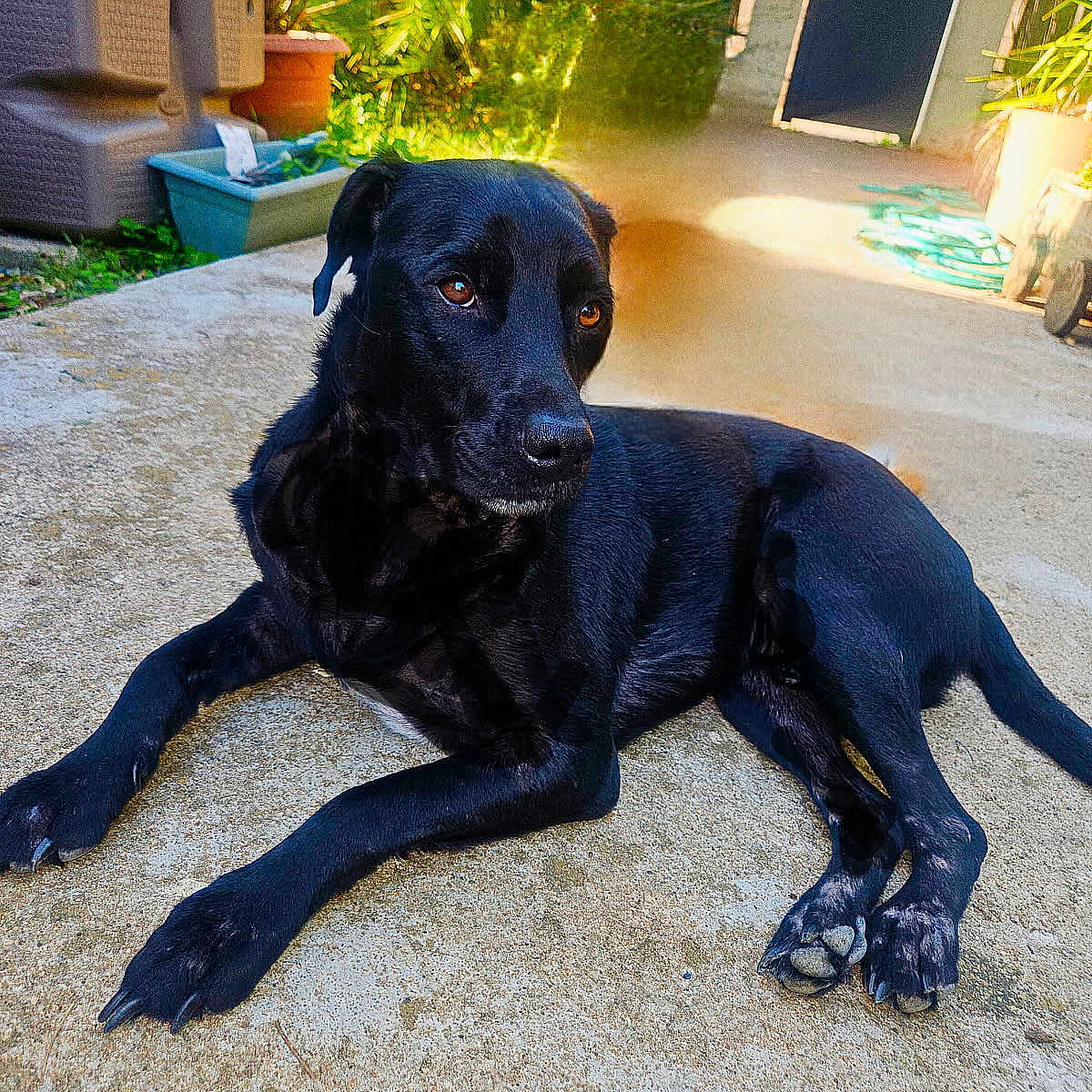 Lidoine Luc participe au concours pour gagner de l'argent avec cette photo : dog, black_dog, pet, animal, outdoor, concrete, sunlight, garden, plants, potted_plant, canine, laying_down, alert, fur, paw, nature, daylight, domestic_animal, relaxed, backyard