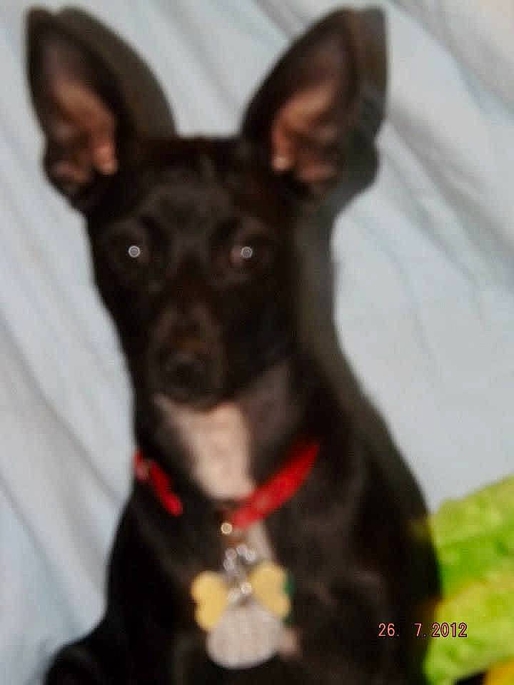 Gracie is registered to the contest to win money with this photo: ancient_dog_breeds, canidae, carnivore, collar, companion_dog, dog, dog_breed, dog_collar, dog_supply, ear, fur, non_sporting_group, snout, sporting_group, toy_dog, whiskers, working_animal, working_dog