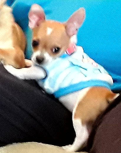 Princess Jacks is registered to the contest to win money with this photo: canidae, carnivore, chihuahua, comfort, companion_dog, corgi_chihuahua, dog, dog_breed, dog_supply, ear, fawn, fur, russkiy_toy, snout, sporting_group, tail, terrestrial_animal, toy_dog, whiskers, working_animal