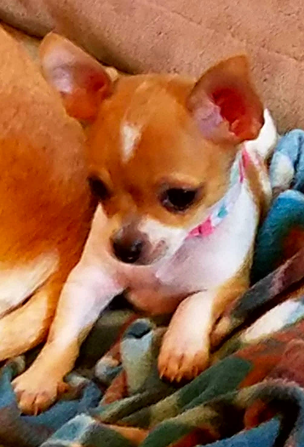 Princess Jacks joined the competition — help win amazing prizes! canidae, carnivore, chihuahua, companion_dog, corgi_chihuahua, dog, dog_breed, ear, fawn, non_sporting_group, puppy, russkiy_toy, snout, sporting_group, terrestrial_animal, toy_dog, whiskers, working_animal