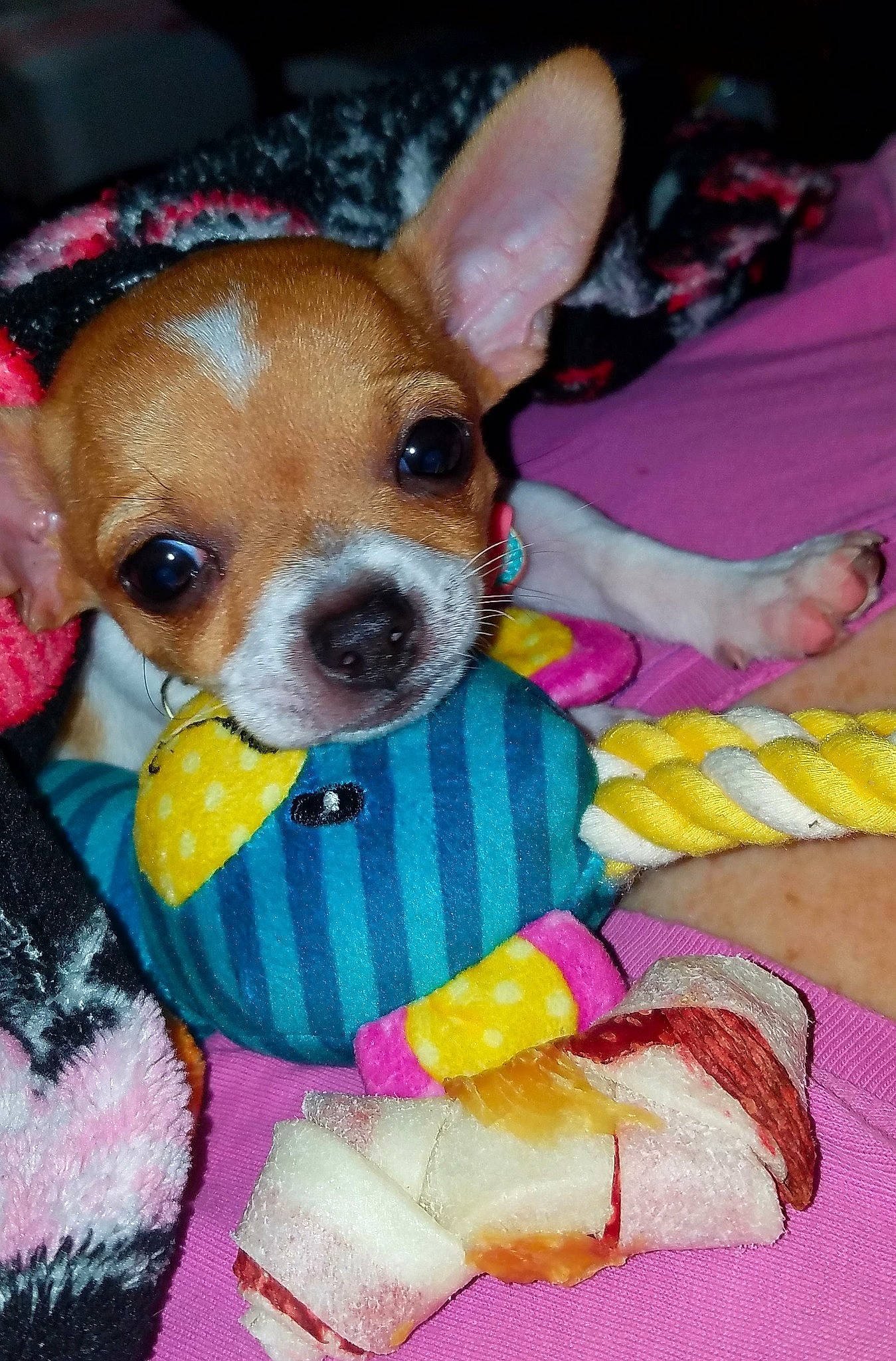 Princess Jacks is registered to the contest to win money with this photo: canidae, cardigan_welsh_corgi, carnivore, chihuahua, companion_dog, dog, dog_breed, dog_clothes, dog_supply, dog_toy, fawn, pet_supply, puppy_love, snout, sporting_group, stuffed_toy, terrier, toy_dog, whiskers, working_animal
