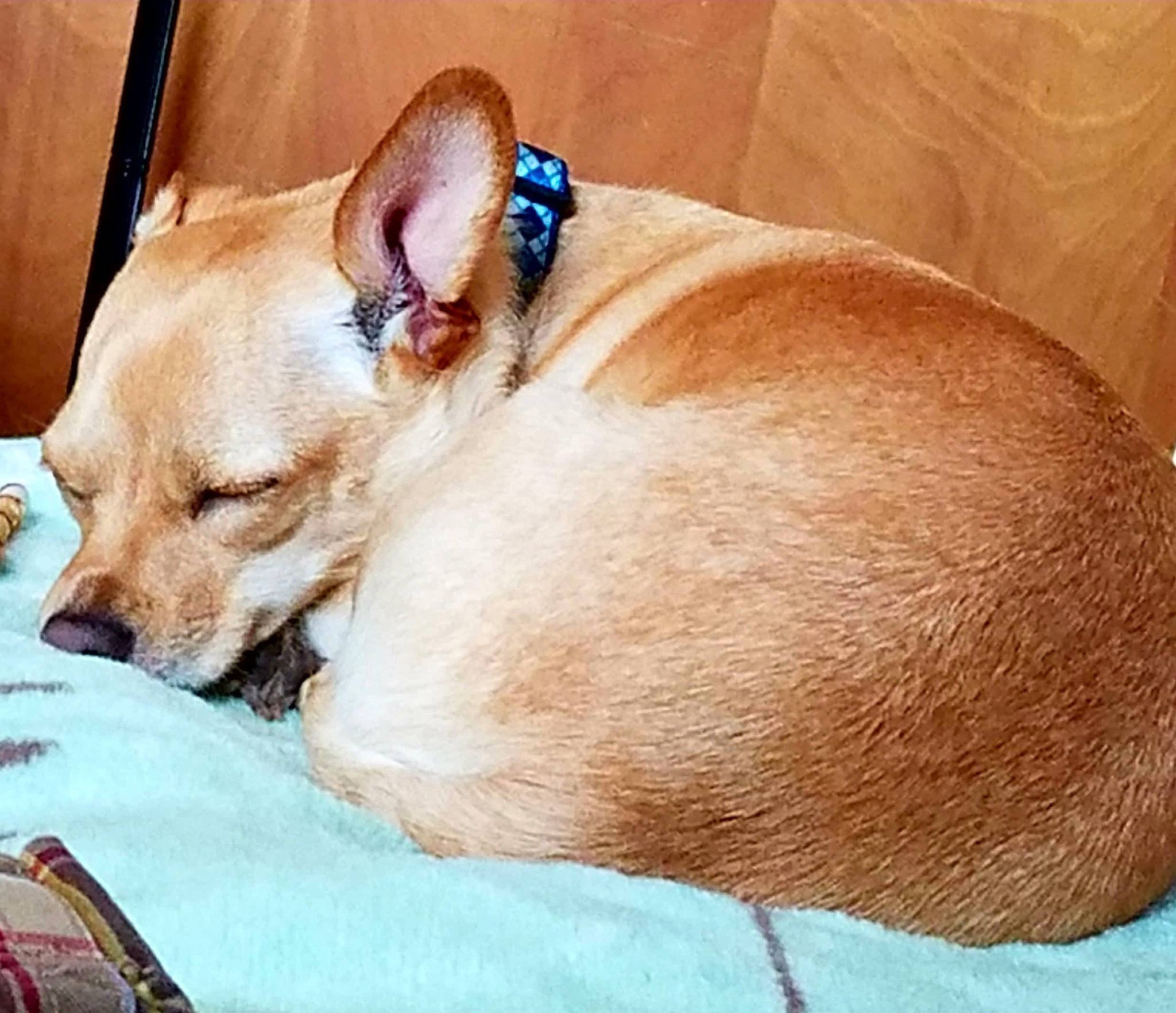 Apple Jacks is registered to the contest to win money with this photo: canidae, carnivore, clock, collar, comfort, companion_dog, dog, dog_breed, dog_supply, fawn, fur, nap, paw, pet_supply, snout, sporting_group, terrestrial_animal, toy_dog, whiskers, working_animal