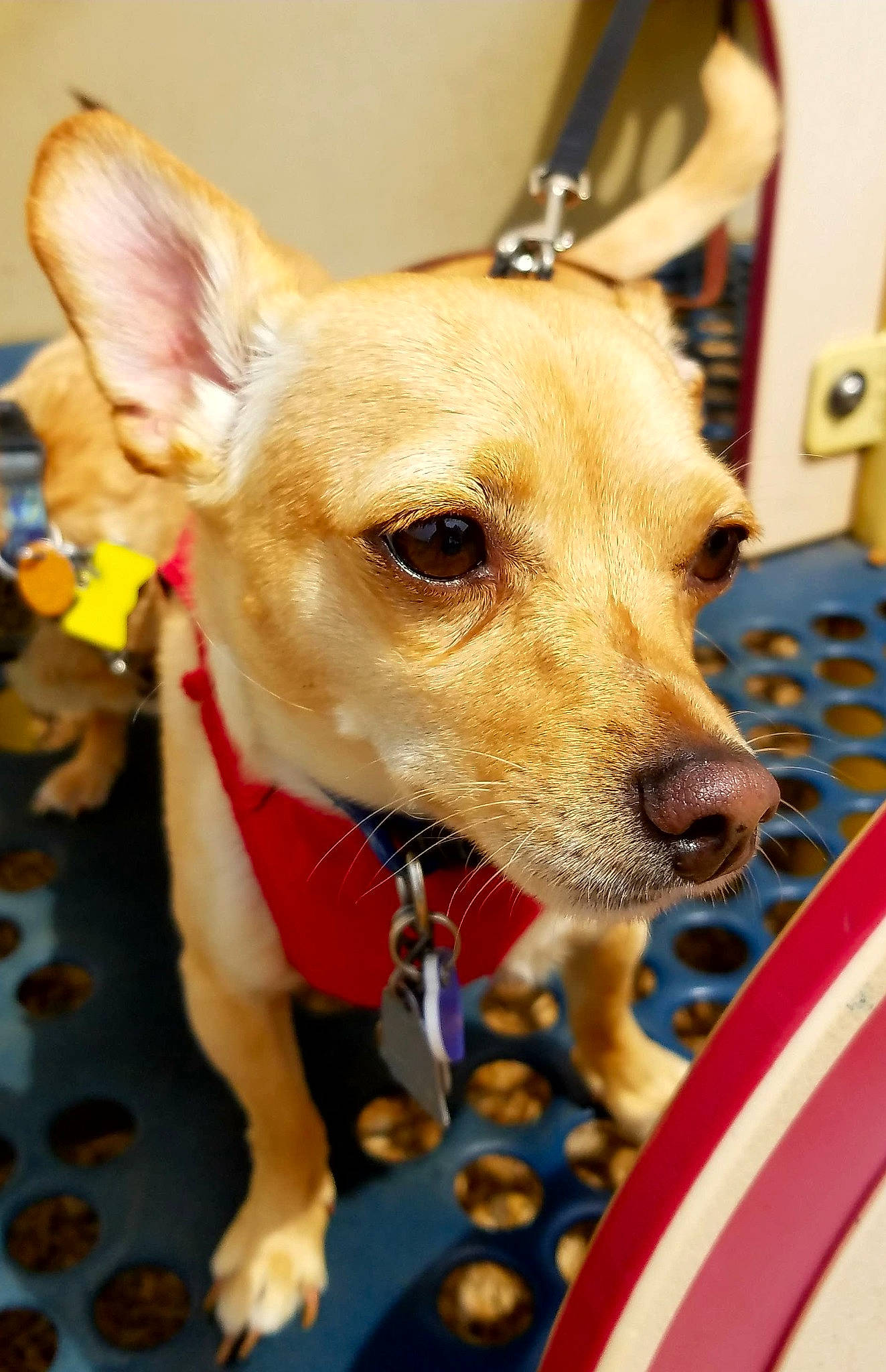 Apple Jacks is registered to the contest to win money with this photo: canidae, carnivore, collar, companion_dog, dog, dog_breed, dog_clothes, dog_collar, dog_supply, ear, eyewear, fawn, fur, leash, pet_supply, snout, sporting_group, toy_dog, whiskers, working_animal