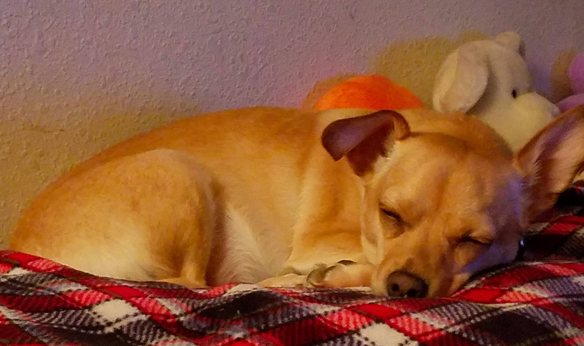 Apple Jacks joined the competition — help win amazing prizes! bed, canidae, carnivore, comfort, companion_dog, dog, dog_breed, dog_supply, fawn, fur, nap, paw, pet_supply, pillow, snout, sporting_group, tail, terrestrial_animal, whiskers, working_animal