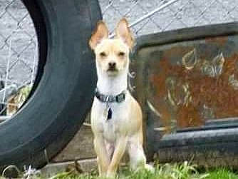 Apple Jacks joined the competition — help win amazing prizes! automotive_tire, carnivore, collar, companion_dog, dog, dog_breed, dog_supply, fawn, grass, pet_supply, rim, synthetic_rubber, tail, terrestrial_animal, terrier, tire, tire_care, tread, wheel, working_animal