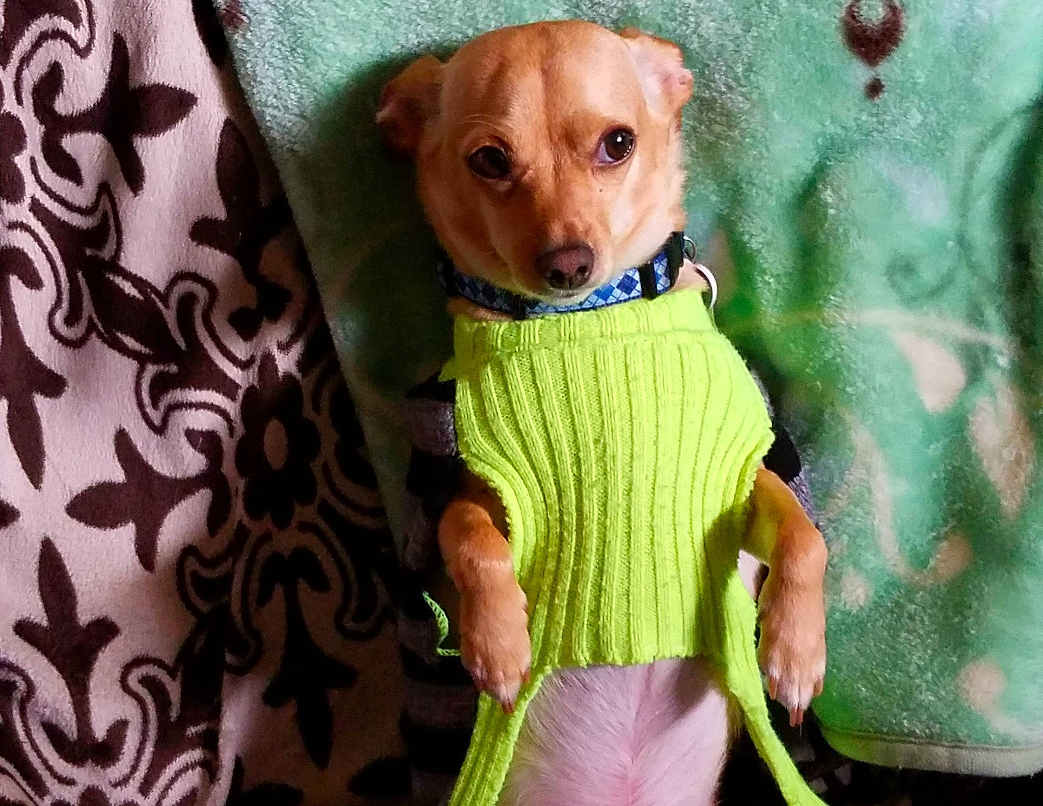 Apple Jacks is registered to the contest to win money with this photo: baby_toys, carnivore, companion_dog, dog, dog_breed, doll, eye, fawn, green, head, iris, linens, pattern, pink, skin, sleeve, snout, stuffed_toy, toy, working_animal