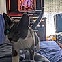 cat, gray_and_white_cat, couch, blue_couch, hand, living_room, television, tv_screen, furniture, armchair, blue_armchair, snowflake_pattern, curious_cat, indoor, person_hand, pet, home, blanket, daylight, window