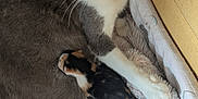 Nénette participe au concours pour gagner de l'argent avec cette photo : animal, baby_kittens, blanket, cat, close_up, comfort, cozy, cuddling, cute, fur, furry, gray_cat, indoor, kitten, mother_cat, newborn, pet, resting, sleeping, white_paws