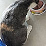 cat, eating, food_bowl, dry_food, indoor, floor, gray_fur, white_paws, tail, pet, animal, domestic_cat, close_up, cute, meal_time, feline, kitchen, cartoon_bowl, colorful, patch_of_color