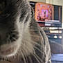cat, close_up, indoor, feline, blur, curious, bed, television, room, furniture, soft_light, whiskers, nose, fur, pet, domestic_animal, curiosity, home, cozy, background