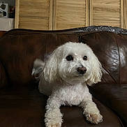 Pogi is registered to the contest to win money with this photo: dog, pet, white_fur, fluffy, small_dog, couch, leather_couch, indoor, living_room, wood_paneling, paws, portrait, cute, sitting, attentive, companion, calm, nose, eyes, home_decor