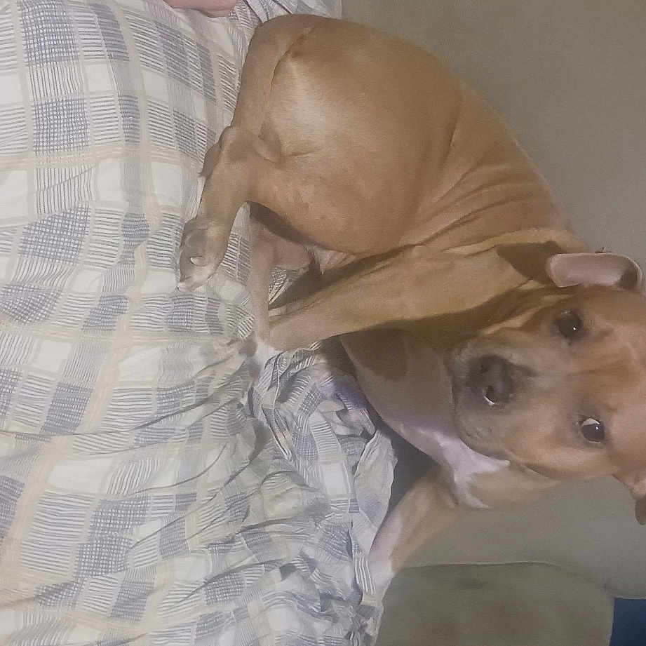 Itty Bitty is registered to the contest to win money with this photo: art, canidae, carnivore, comfort, companion_dog, dog, dog_breed, ear, fawn, jaw, linens, pattern, plaid, sculpture, snout, sporting_group, whiskers, wood, working_animal, wrinkle