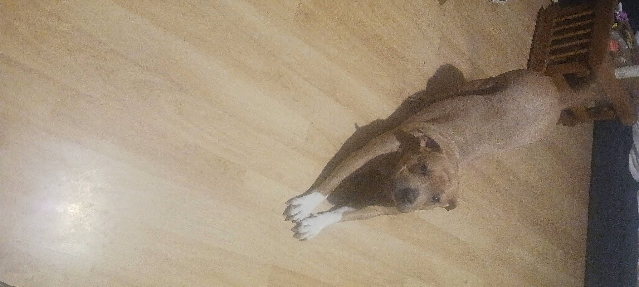 Itty Bitty is registered to the contest to win money with this photo: beige, canidae, carnivore, comfort, companion_dog, dog, dog_breed, fawn, felidae, flooring, hardwood, plywood, small_to_medium_sized_cats, snout, sporting_group, tail, terrestrial_animal, whiskers, wood, wood_flooring