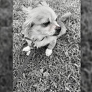 Titch is registered to the contest to win money with this photo: dog, small_dog, leash, grass, outdoor, pet, canine, fur, animal, sitting, looking_away, collar, nature, companion, cute, paw, portrait, friendly, domestic_animal, black_and_white