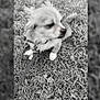 dog, small_dog, leash, grass, outdoor, pet, canine, fur, animal, sitting, looking_away, collar, nature, companion, cute, paw, portrait, friendly, domestic_animal, black_and_white