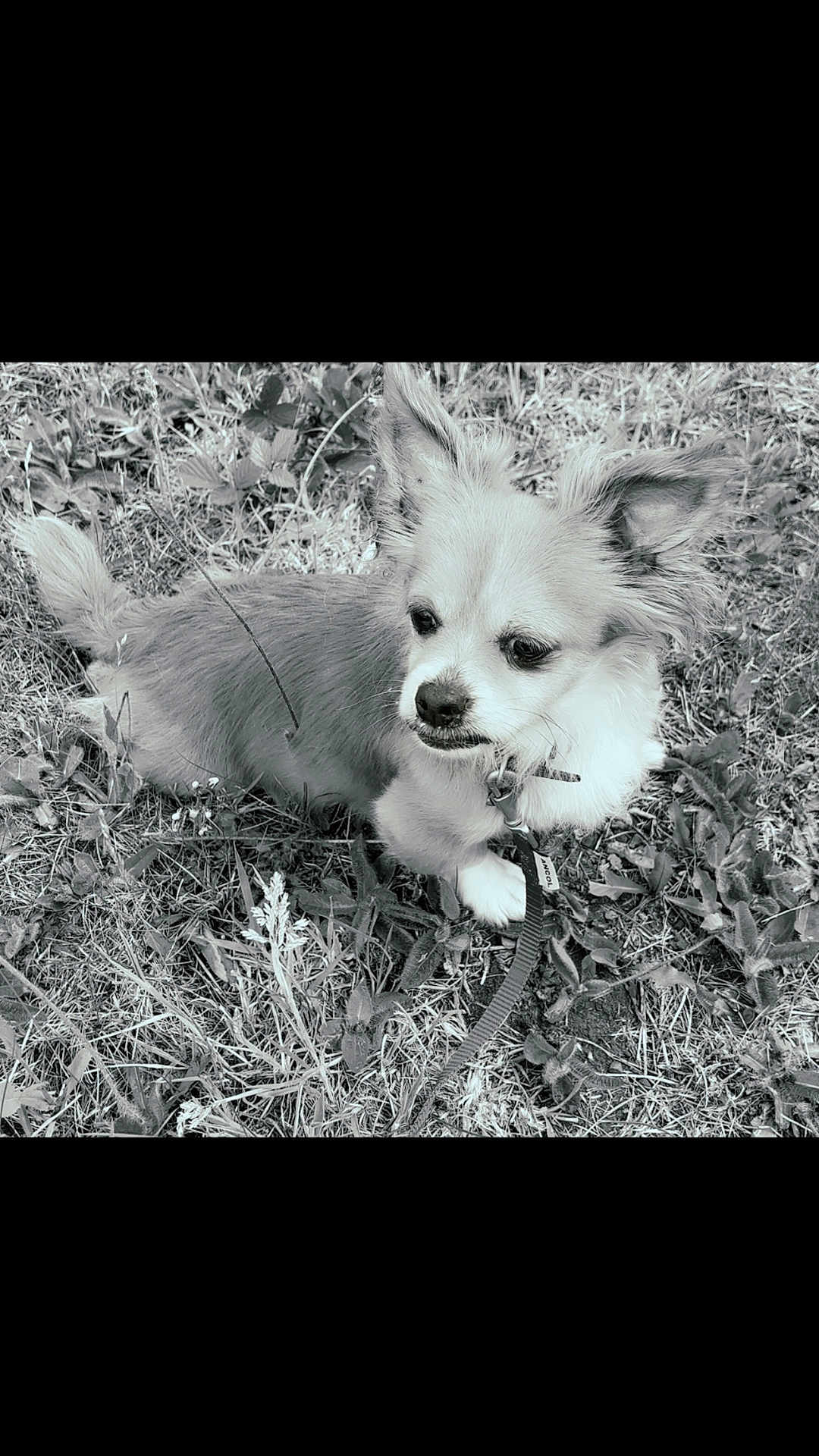 Titch