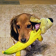 Rufus is registered to the contest to win money with this photo: dog, puppy, toy, plush_toy, yellow, carpet, floor, indoor, pet, animal, cute, playful, mouth, brown, ears, fur, looking, standing, home, pet_toy