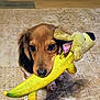 dog, puppy, toy, plush_toy, yellow, carpet, floor, indoor, pet, animal, cute, playful, mouth, brown, ears, fur, looking, standing, home, pet_toy