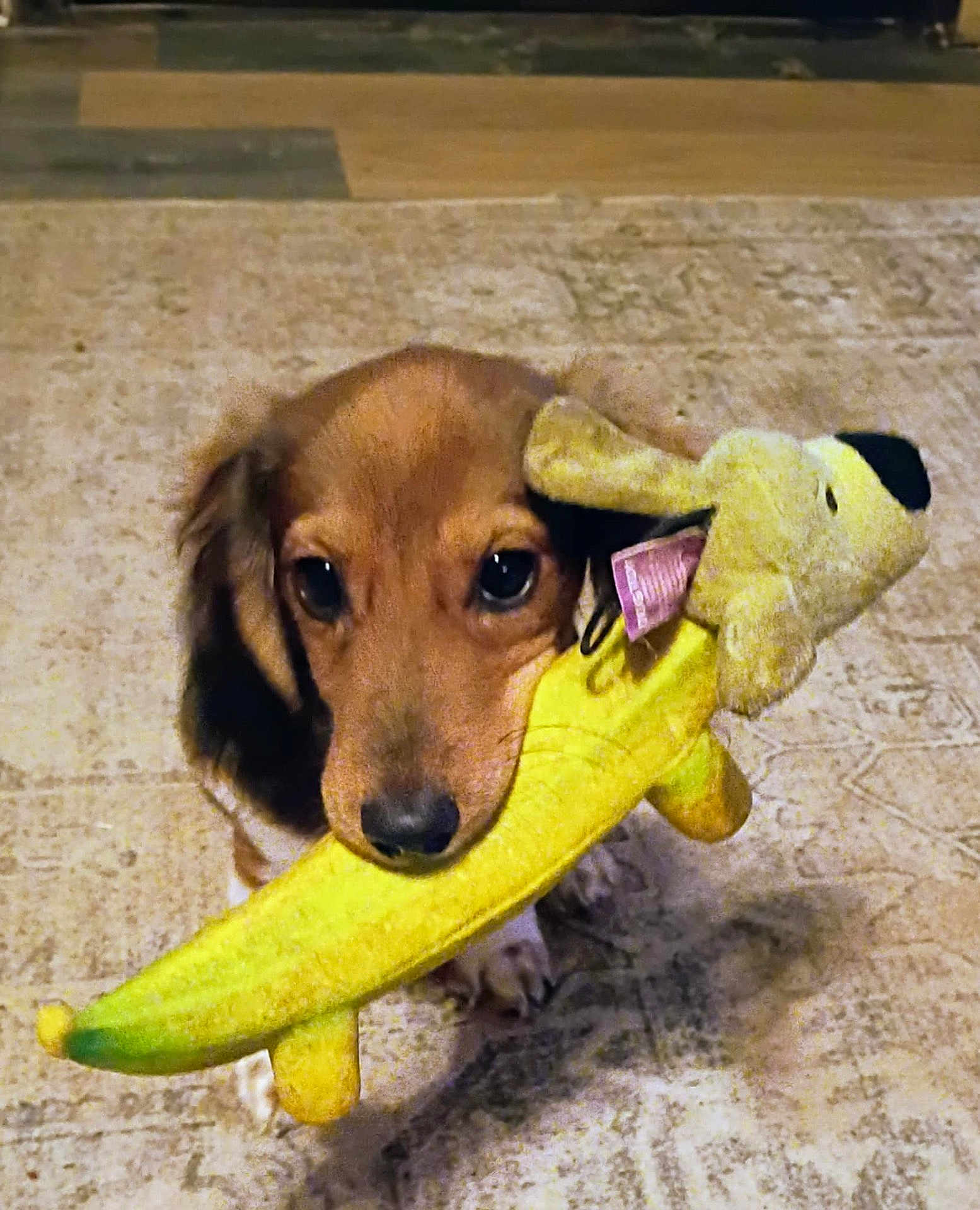 Rufus is registered to the contest to win money with this photo: dog, puppy, toy, plush_toy, yellow, carpet, floor, indoor, pet, animal, cute, playful, mouth, brown, ears, fur, looking, standing, home, pet_toy
