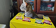 Gizmo joined the competition — help win amazing prizes! cat, tabby, box, yellow_box, snack_box, indoor, cabinet, glassware, snowman_decoration, curious, pet, feline, container, sitting, household, reflection, window, wooden_furniture, barcode, side_view