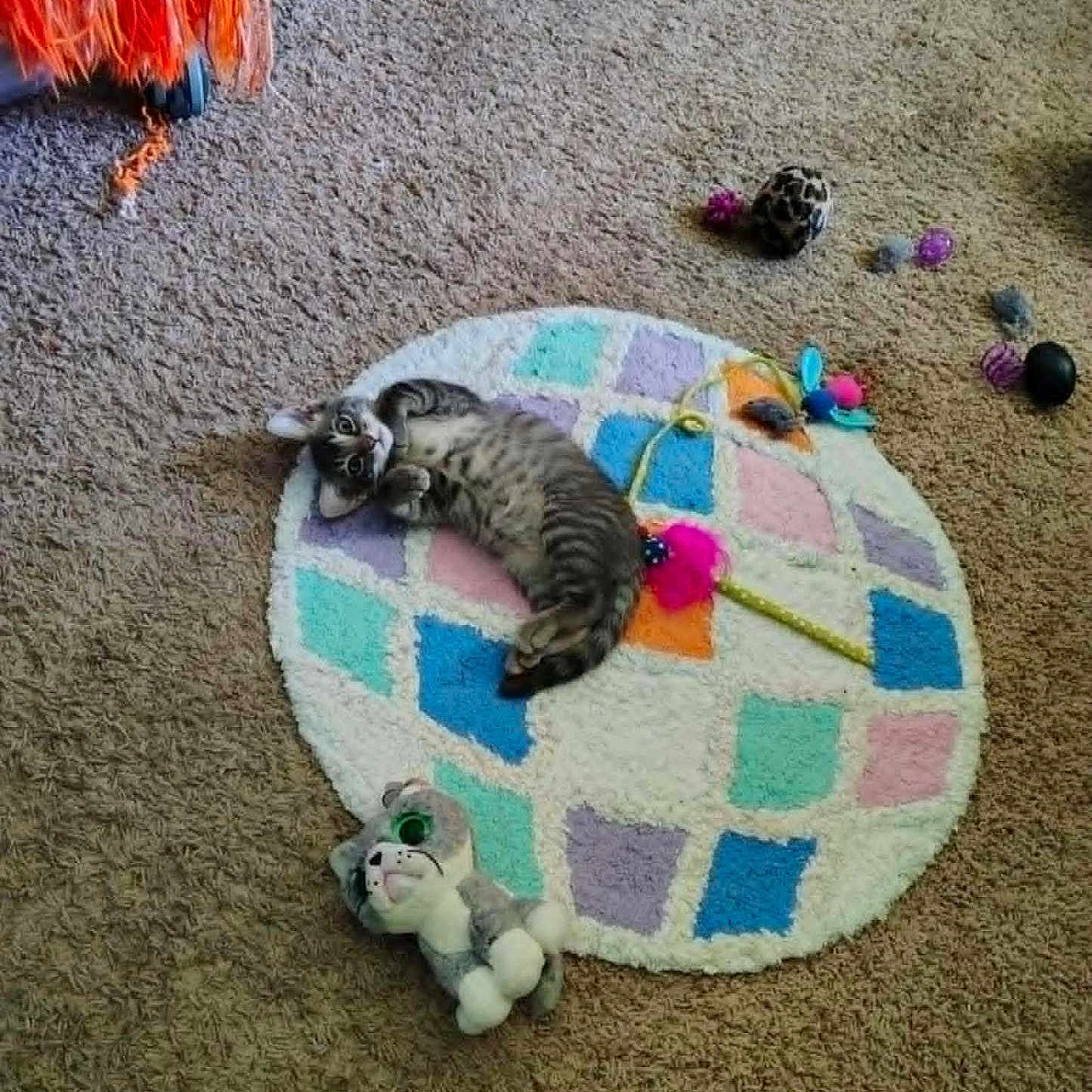 Gizmo joined the competition — help win amazing prizes! animal, carpet, cat, colorful, cute, feline, floor, fluffy, home, indoor, kitten, orange_blanket, pet, playful, relaxed, rug, soft, stuffed_animal, tabby, toy