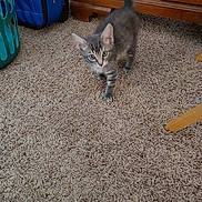 Gizmo is registered to the contest to win money with this photo: kitten, cat, gray_tabby, carpet, indoor, furniture, wooden_cabinet, pet, curious, small, cute, animal, floor, walking, domestic_cat, young, feline, home, closeup, mammal