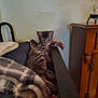 cat, tabby, bed, blanket, furniture, wooden_cabinet, indoor, resting, pet, cozy, sleepy, rail, striped, relaxed, domestic, animal, home, comfort, feline, soft