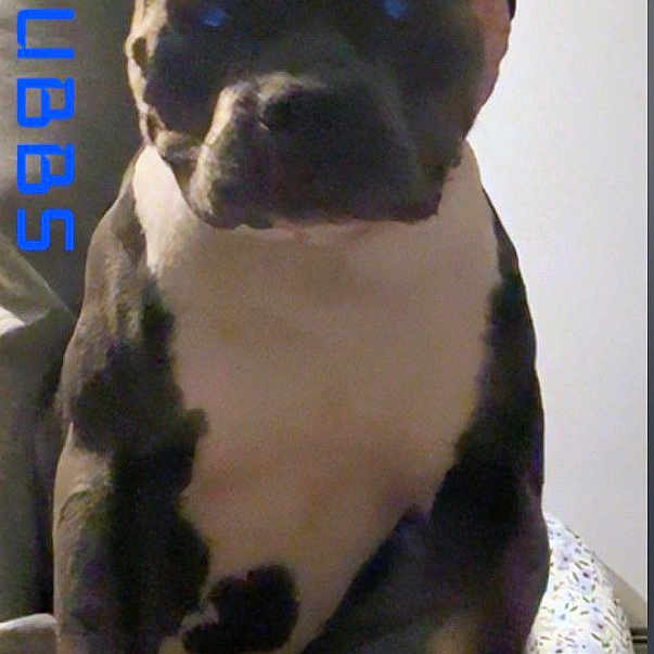 Chubbs