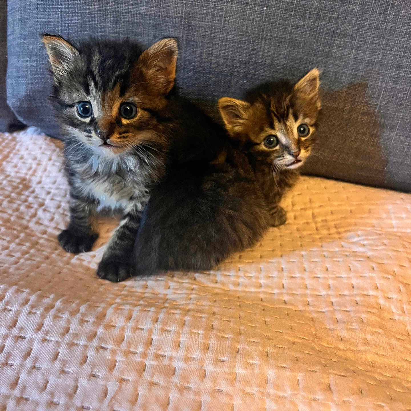 Gumball Et Darwin a rejoint le concours — aidez-le/la à gagner de superbes lots ! abyssinian, animal, armchair, blanket, cat, chair, couch, cushion, furniture, hardwood, homedecor, kitten, linen, manx, pet, siamese, wood