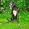 dog, great_dane, chihuahua, grass, greenery, tree, outdoor, nature, sunlight, animal, pet, sitting, collar, canine, leaf, plant, tongue_out, shade, large_dog, small_dog