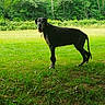 dog, great_dane, black_dog, grass, outdoor, nature, forest, greenery, animal, pet, canine, standing, alert, summer, daylight, muzzle, ears, collar, leaves, trunk