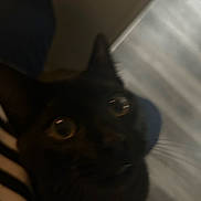 Luna joined the competition — help win amazing prizes! animal, black_cat, blurred, cat, close_up, curious, dark, dim_light, ears, face, feline, fur, indoor, looking_up, pet, portrait, shadow, stripes, whiskers, wide_eyes