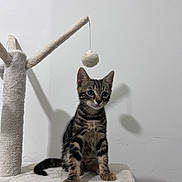 Zeus participe au concours pour gagner de l'argent avec cette photo : kitten, tabby, cat, cat_tree, toy, fuzzy_ball, pet, animal, indoor, feline, cute, curious, sitting, whiskers, ears, paws, fur, shadow, wall, platform