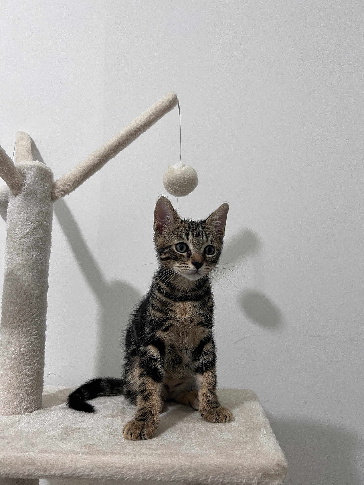 Zeus participe au concours pour gagner de l'argent avec cette photo : kitten, tabby, cat, cat_tree, toy, fuzzy_ball, pet, animal, indoor, feline, cute, curious, sitting, whiskers, ears, paws, fur, shadow, wall, platform